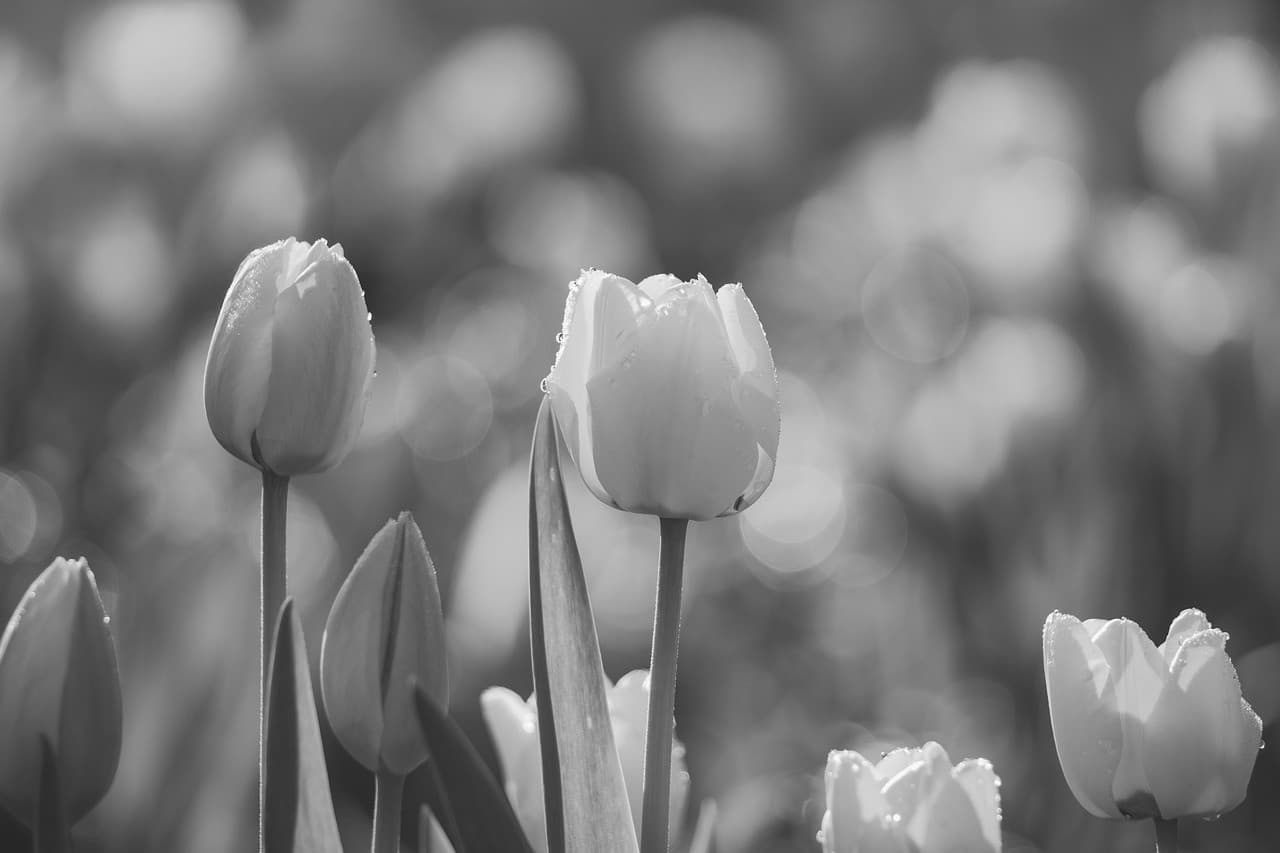 Praesent veniam nobis ipsum — photo 2